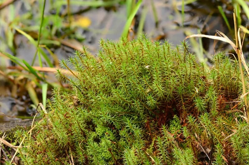 Photo of Polytrichum strictum