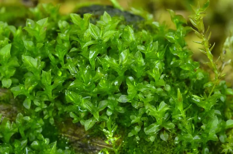 Photo of Tayloria serrata