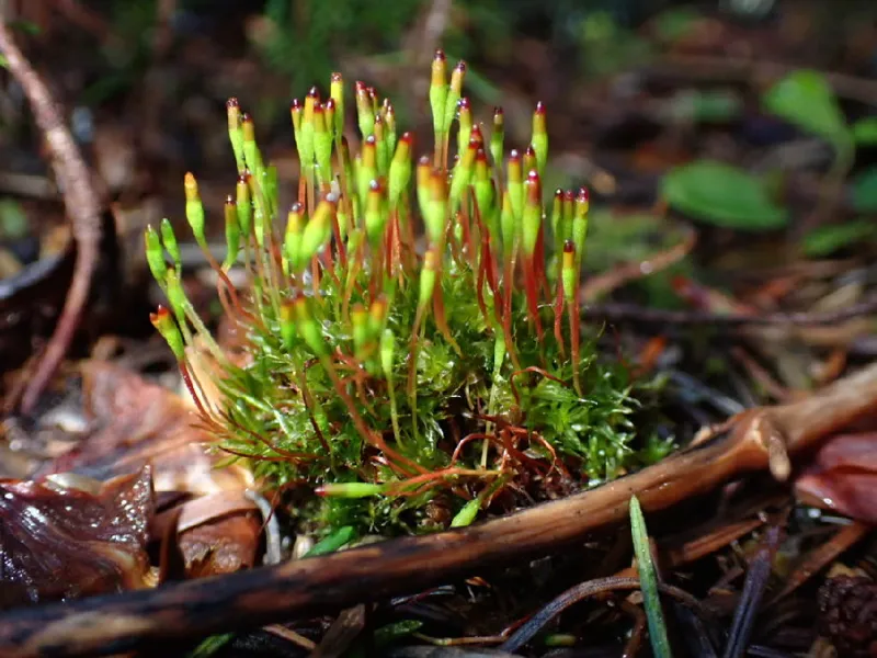 Photo of Tetraplodon mnioides