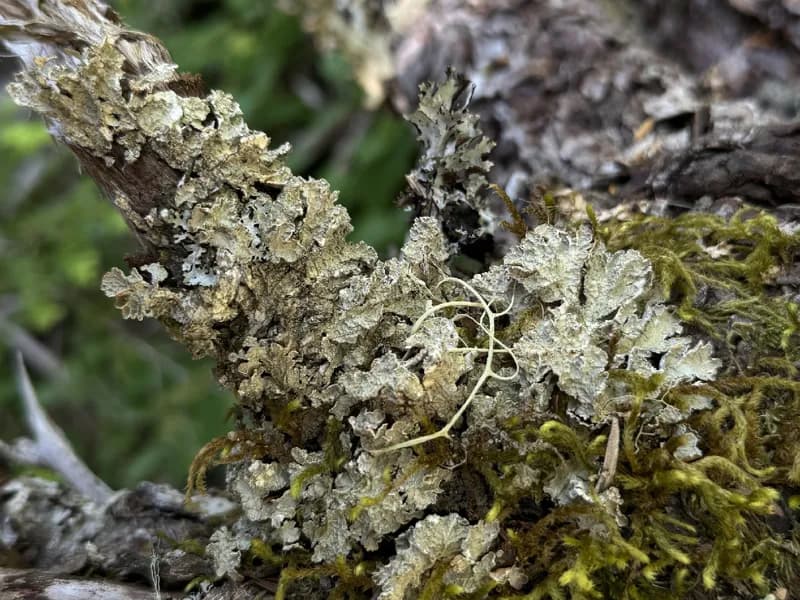 Photo of Nephroma occultum