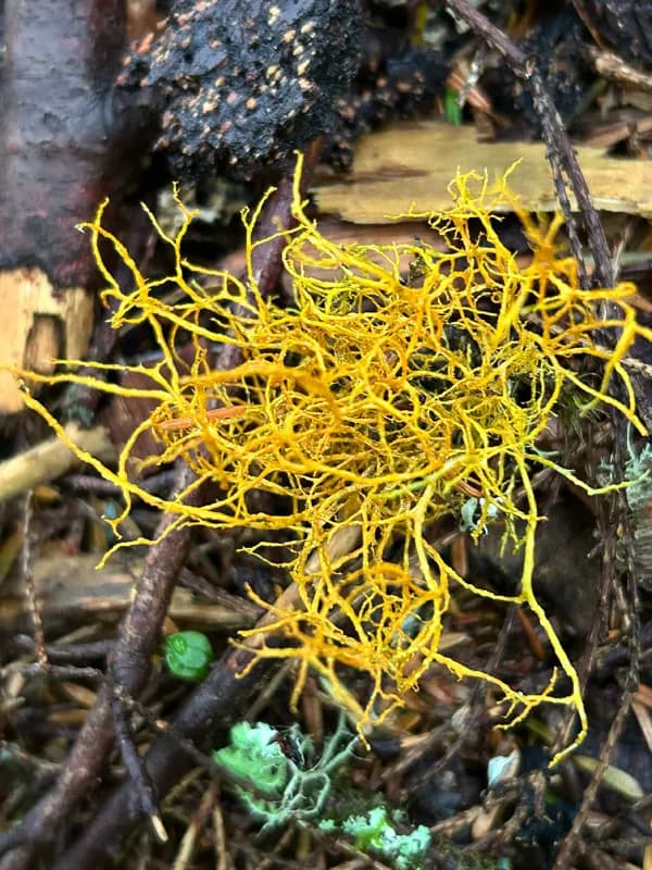 Photo of Teloschistes flavicans