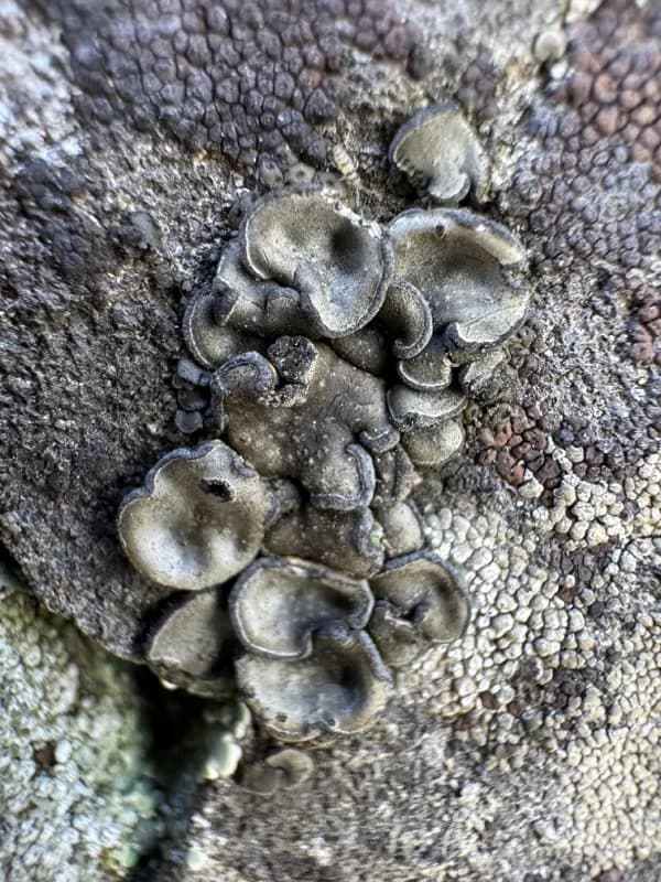 Photo of Peltula euploca