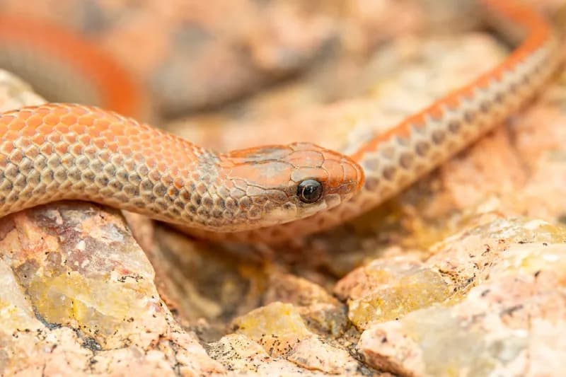 Photo of Sonora semiannulata
