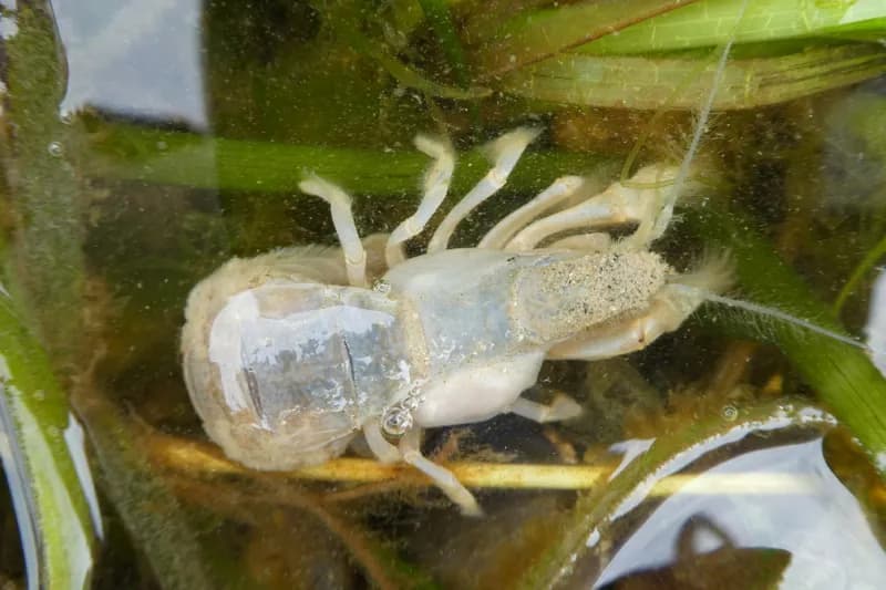 Photo of Upogebia pugettensis