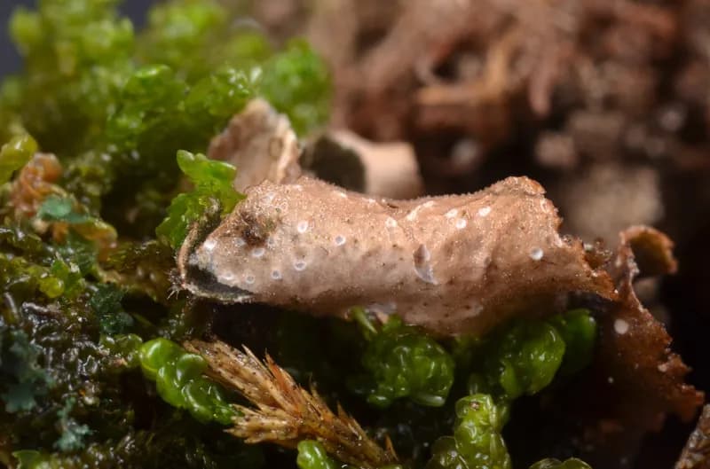 Photo of Sticta arctica