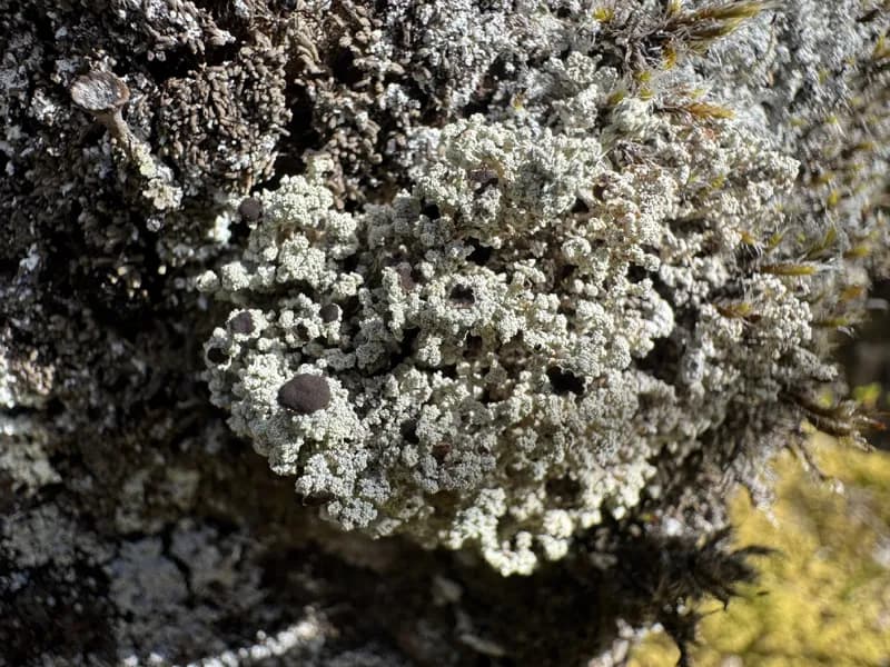 Photo of Stereocaulon spathuliferum