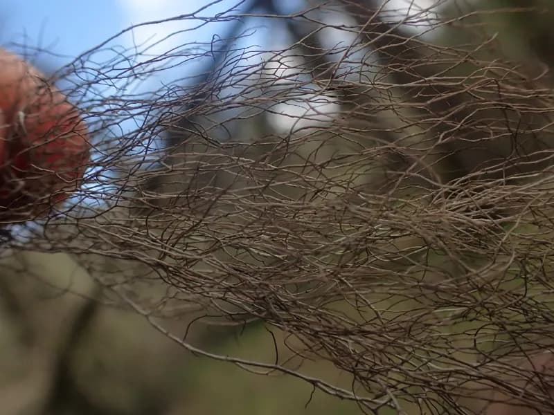 Photo of Sulcaria badia