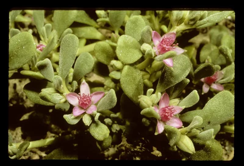 Photo of Sesuvium verrucosum