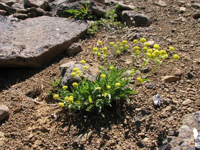 Photo of Bupleurum americanum
