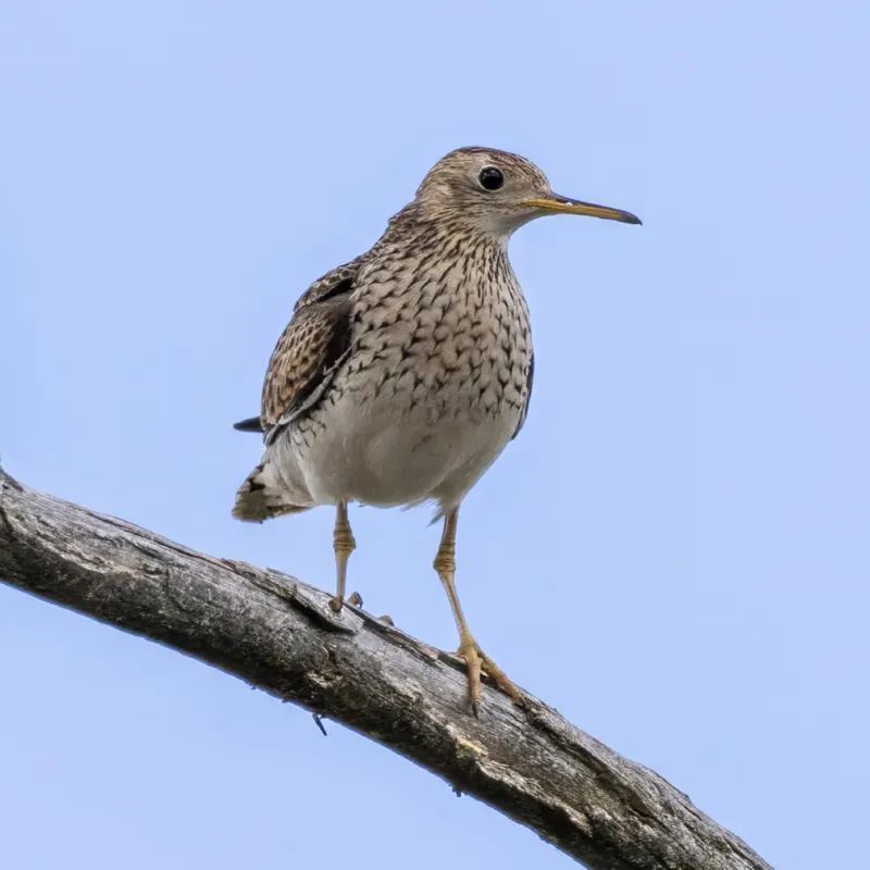 Photo of Bartramia longicauda