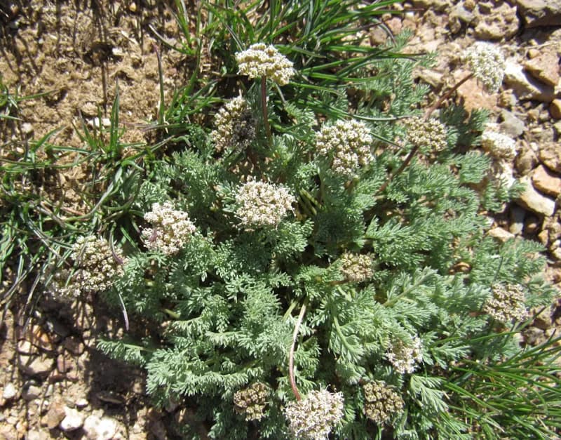 Photo of Cymopterus nivalis