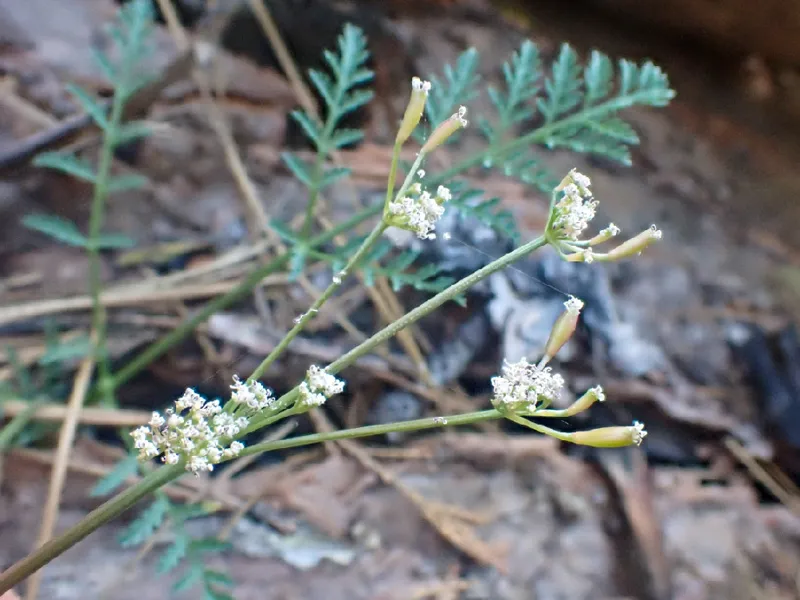 Photo of Lomatium engelmannii