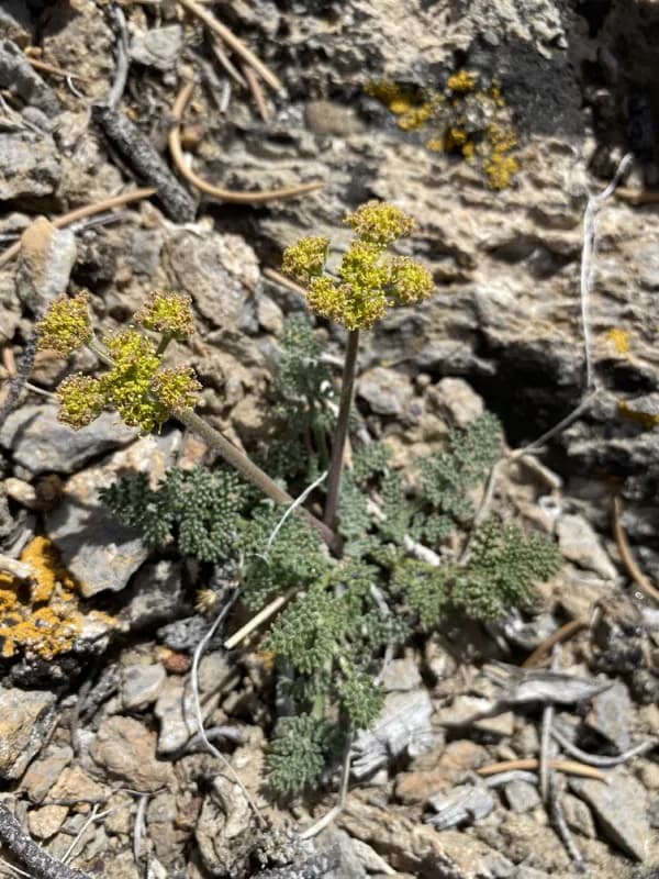 Photo of Lomatium fimbriatum