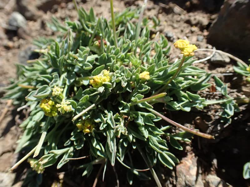 Photo of Lomatium greenmanii