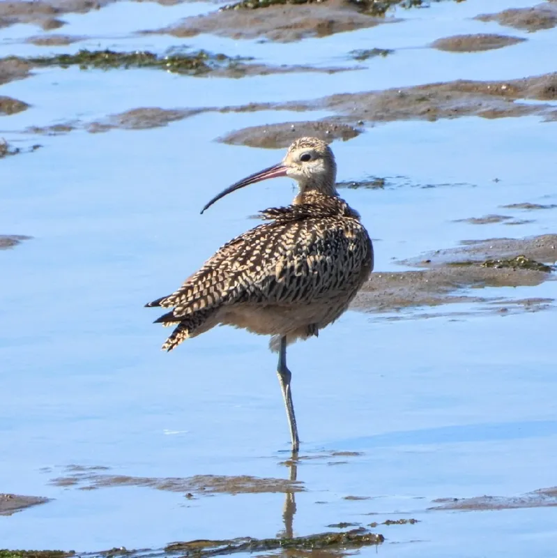 Photo of Numenius americanus
