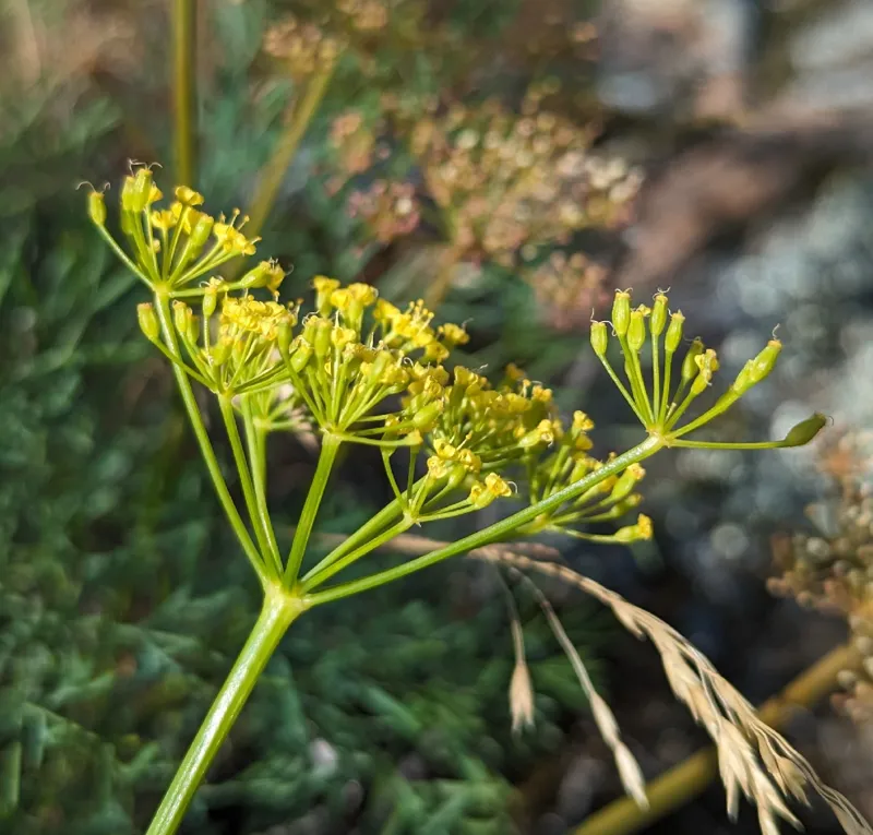 Photo of Lomatium laevigatum