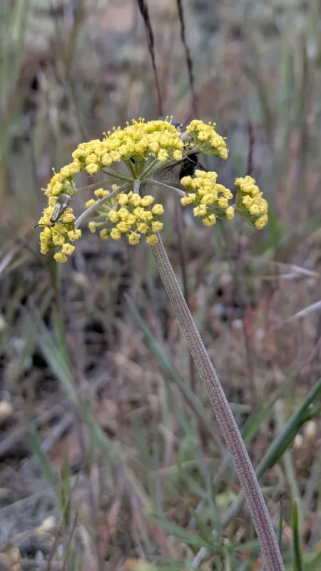 Photo of Lomatium rollinsii
