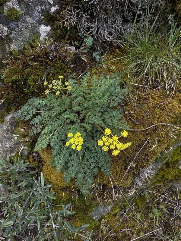 Photo of Lomatium serpentinum