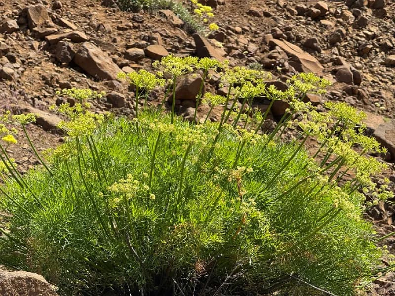 Photo of Lomatium suksdorfii