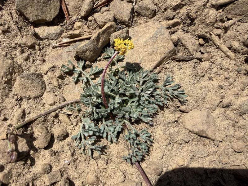 Photo of Lomatium watsonii