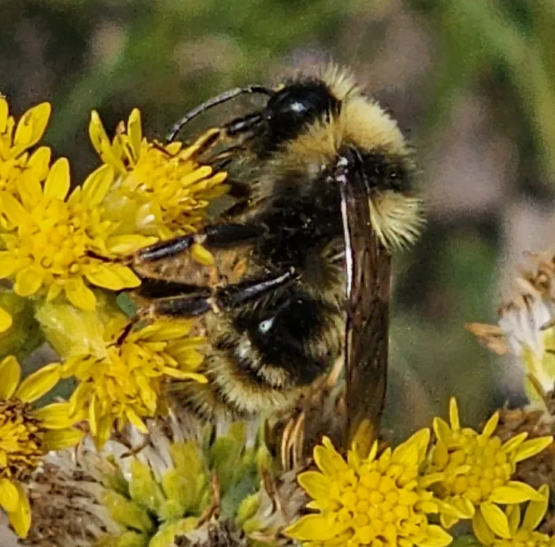 Photo of Bombus suckleyi