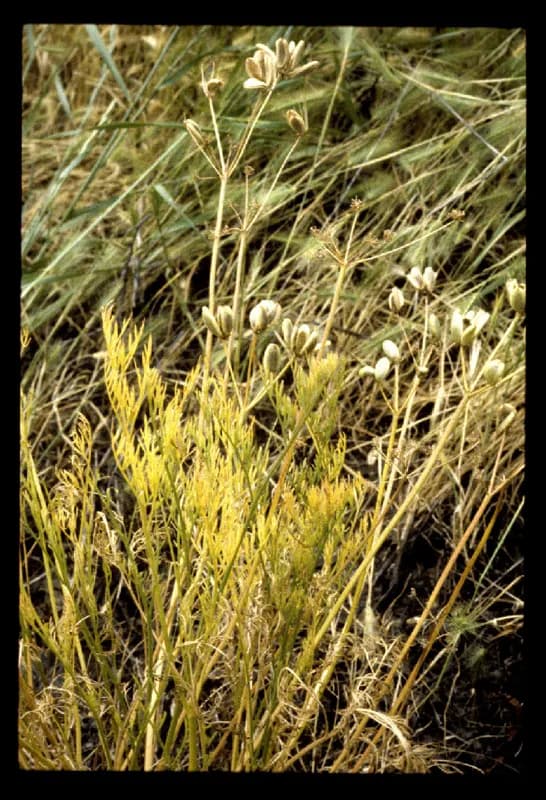 Photo of Lomatium cookii