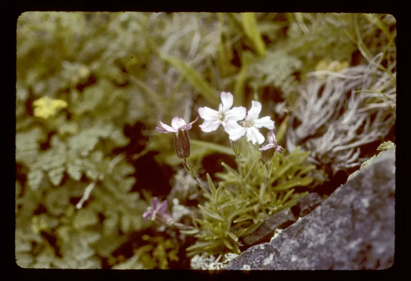 Photo of Silene douglasii var. rupinae