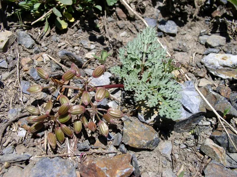 Photo of Lomatium erythrocarpum