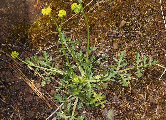 Photo of Sanicula peckiana