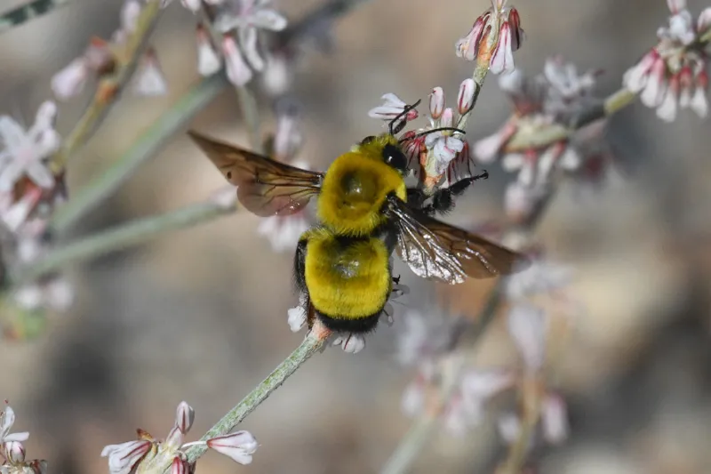 Photo of Bombus morrisoni