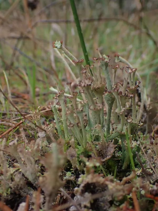 Photo of Cladonia concinna