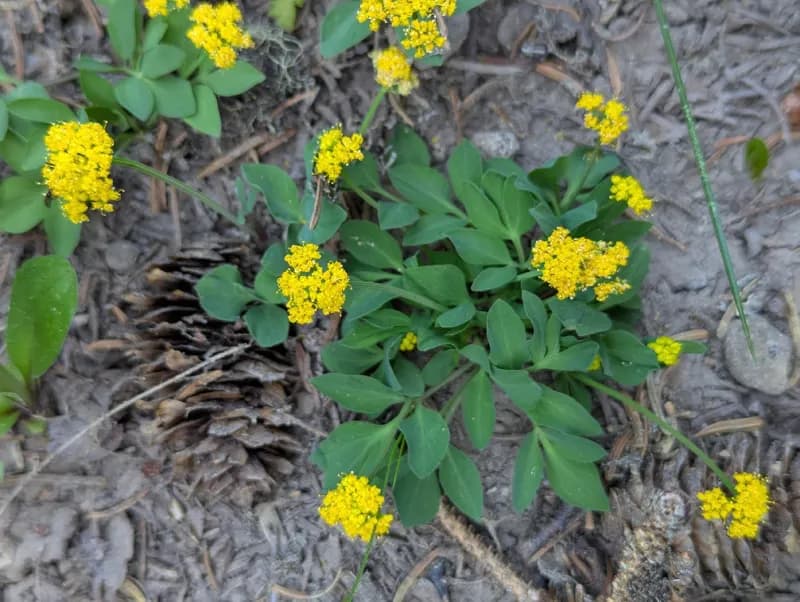 Photo of Tauschia stricklandii