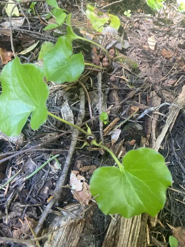 Photo of Asarum wagneri