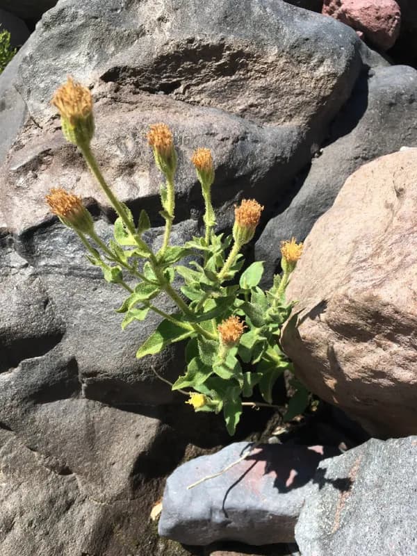 Photo of Arnica viscosa