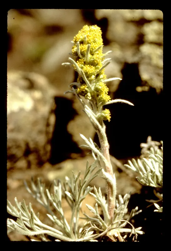 Photo of Artemisia campestris var. wormskioldii