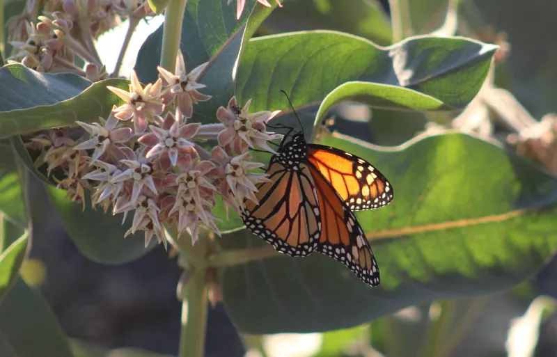 Photo of Danaus plexippus pop. 1