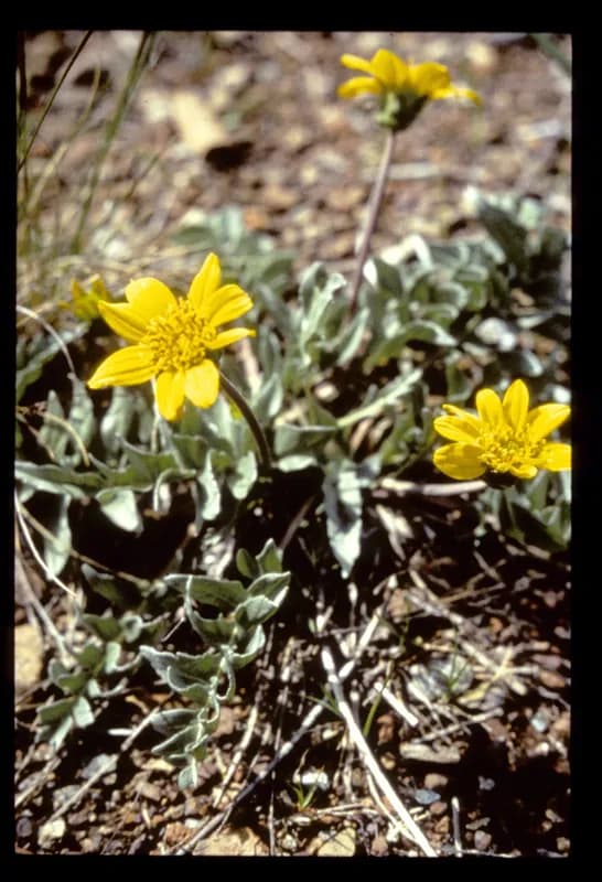 Photo of Balsamorhiza sericea