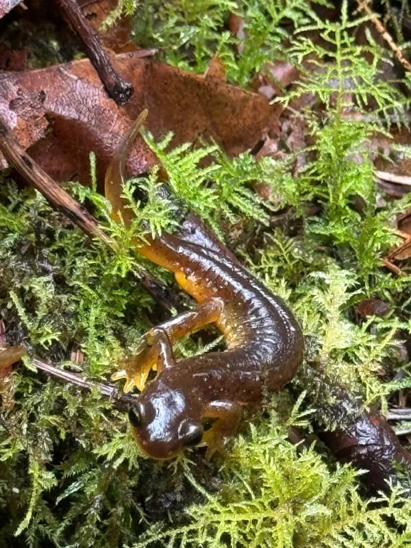 Photo of Rhyacotriton variegatus