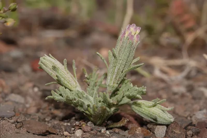 Photo of Chaenactis macrantha