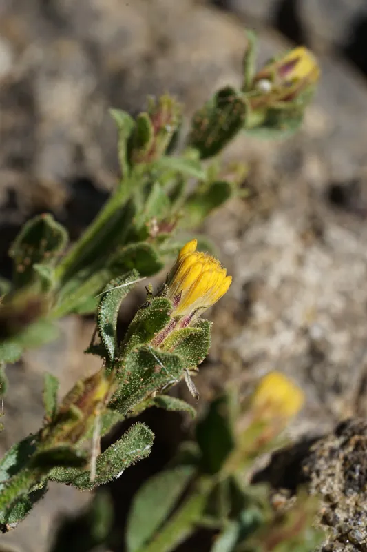 Photo of Ericameria discoidea