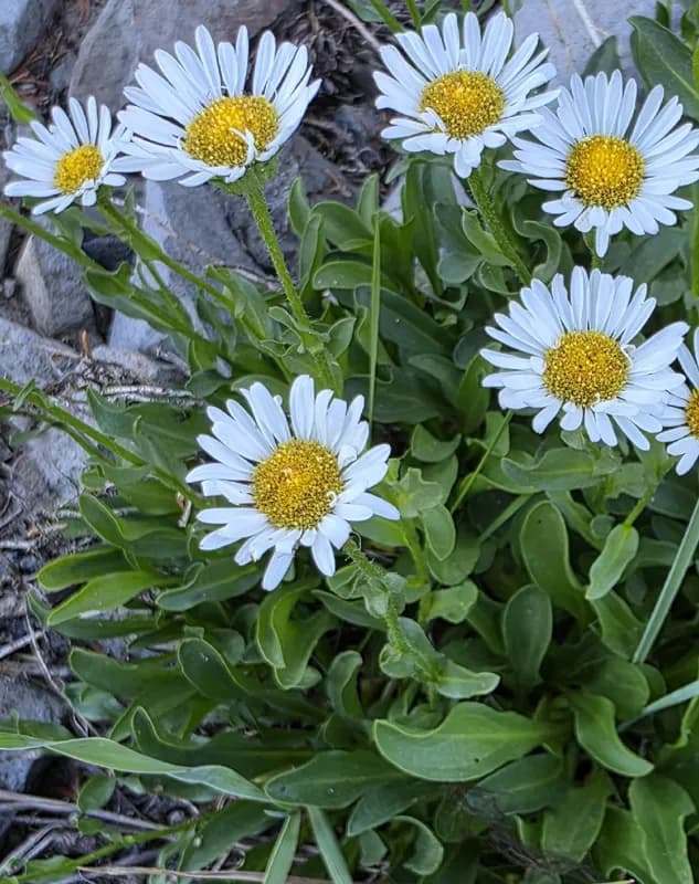 Photo of Erigeron cascadensis