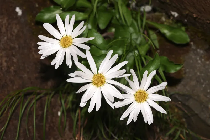 Photo of Erigeron howellii