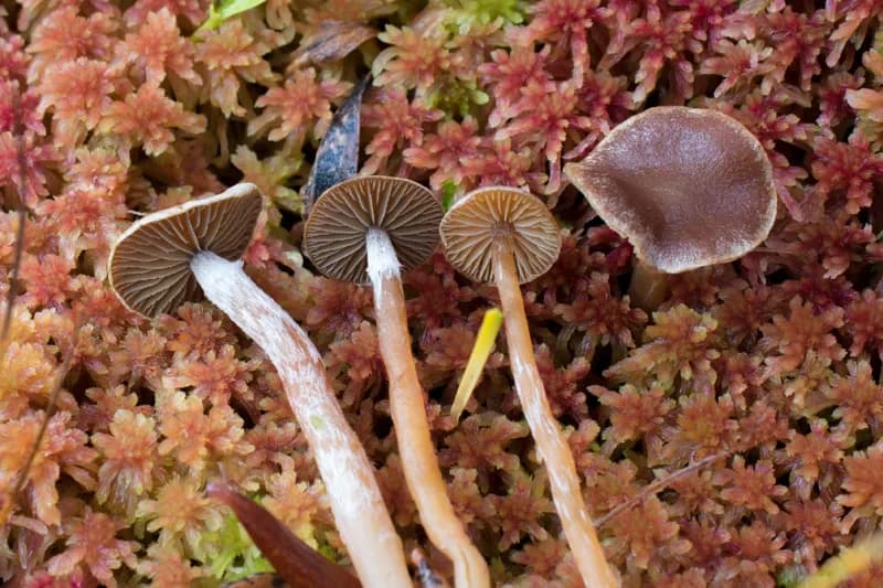 Photo of Galerina paludosa