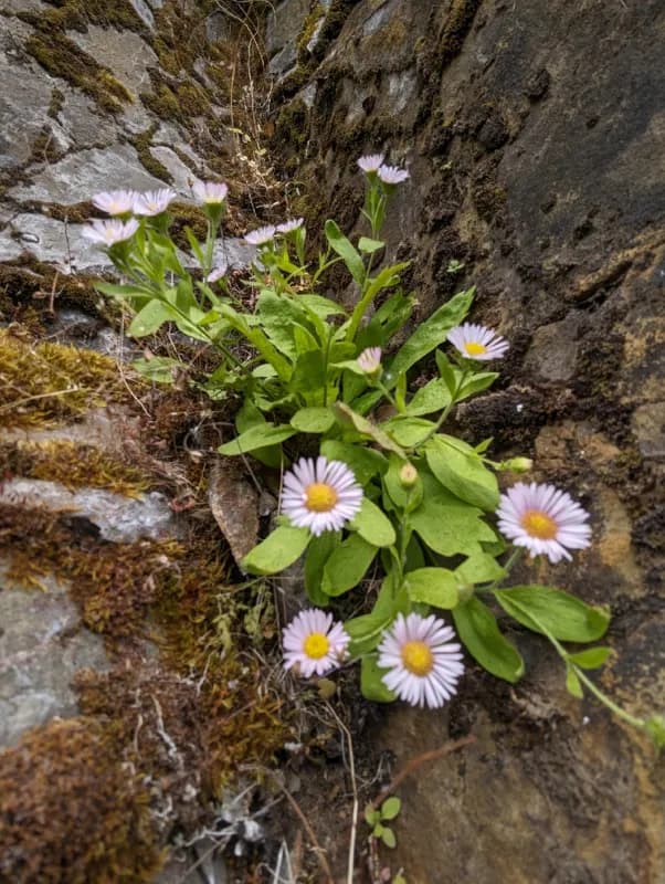 Photo of Erigeron oreganus