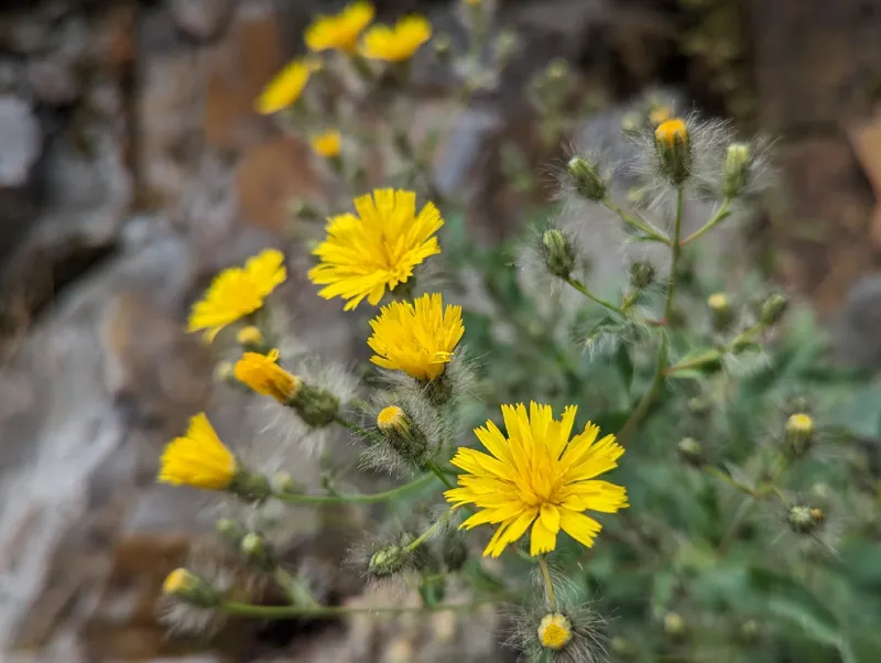 Photo of Hieracium longiberbe