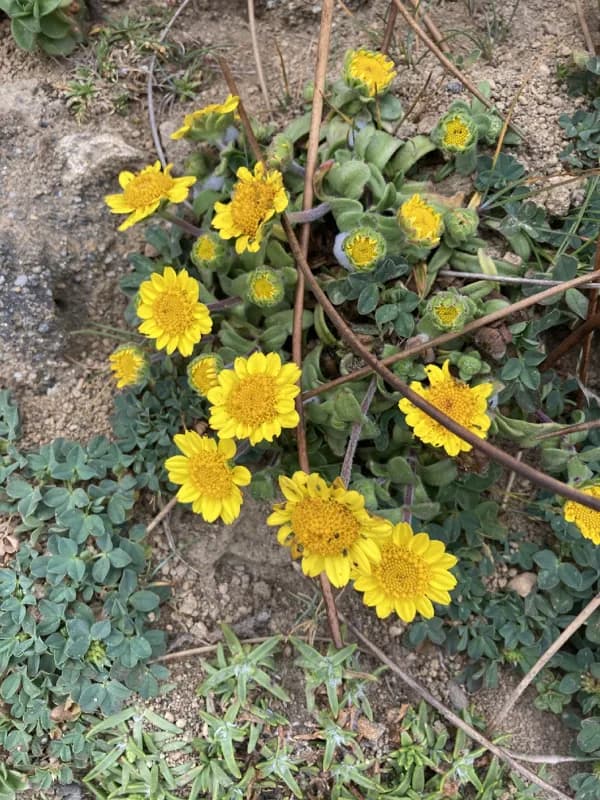 Photo of Lasthenia ornduffii