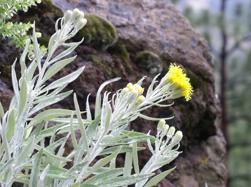 Photo of Luina serpentina