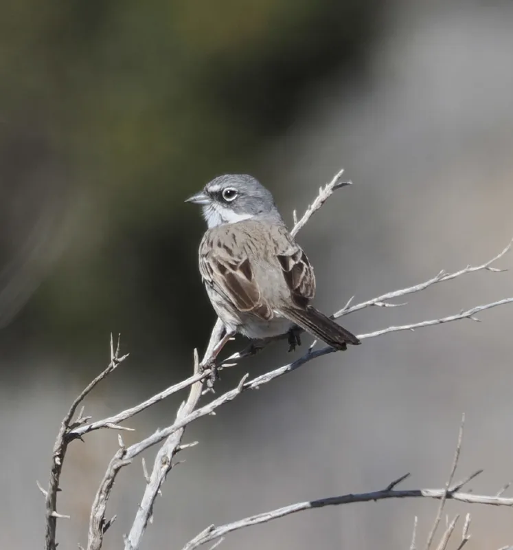 Photo of Artemisiospiza nevadensis