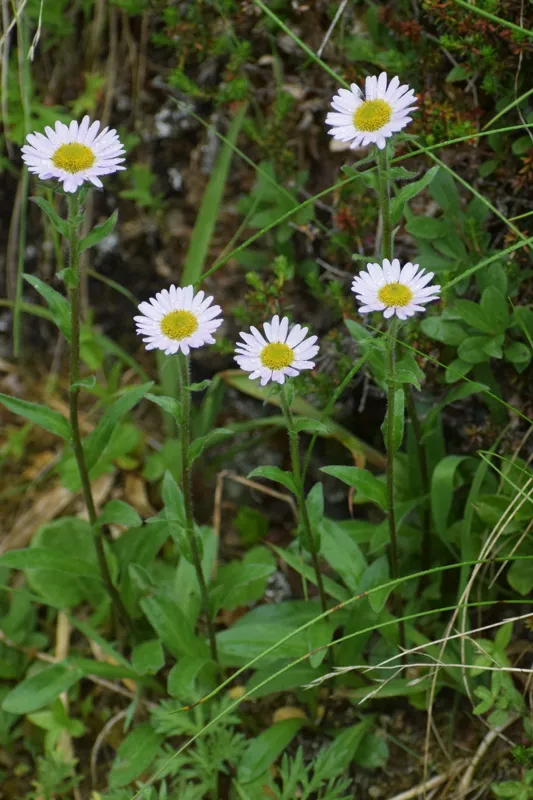 Photo of Erigeron peregrinus var. peregrinus