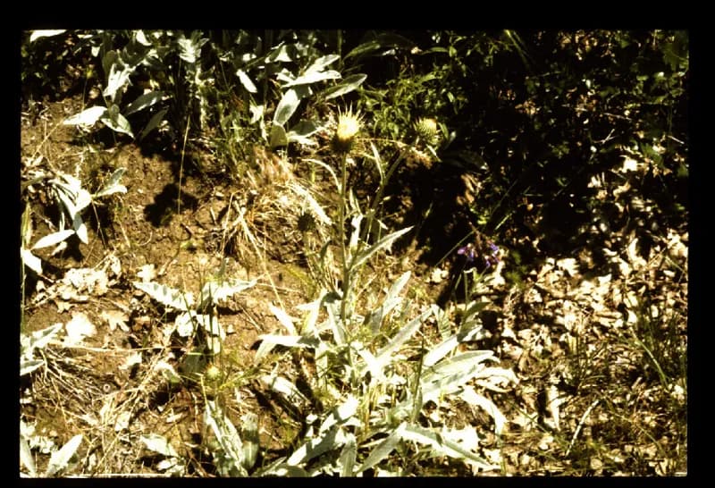 Photo of Microseris laciniata ssp. detlingii